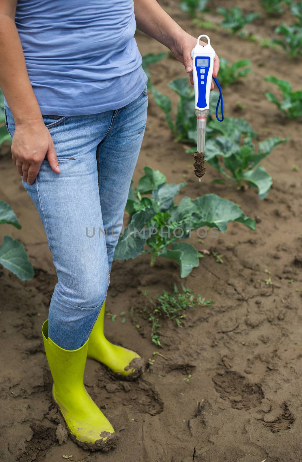 Woman use digital soil meter in the soil. Cabbage plants.  by deyan_georgiev