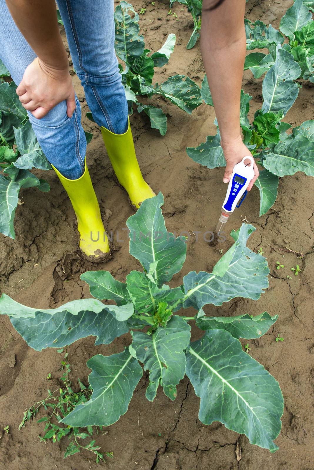 Woman use digital soil meter in the soil. Cabbage plants. Sunny  by deyan_georgiev