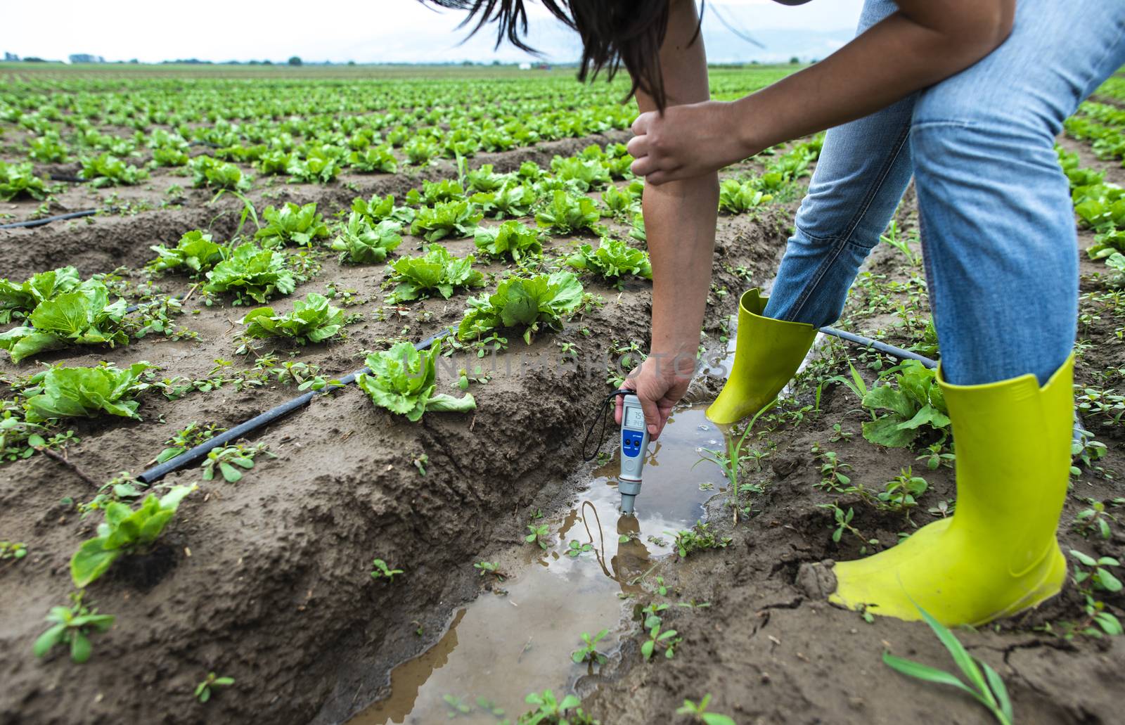 Woman mesures irrigation water with digital PH meter in watering by deyan_georgiev