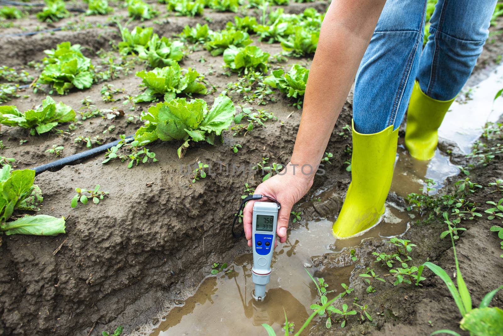 Woman mesures irrigation water with digital PH meter in watering by deyan_georgiev