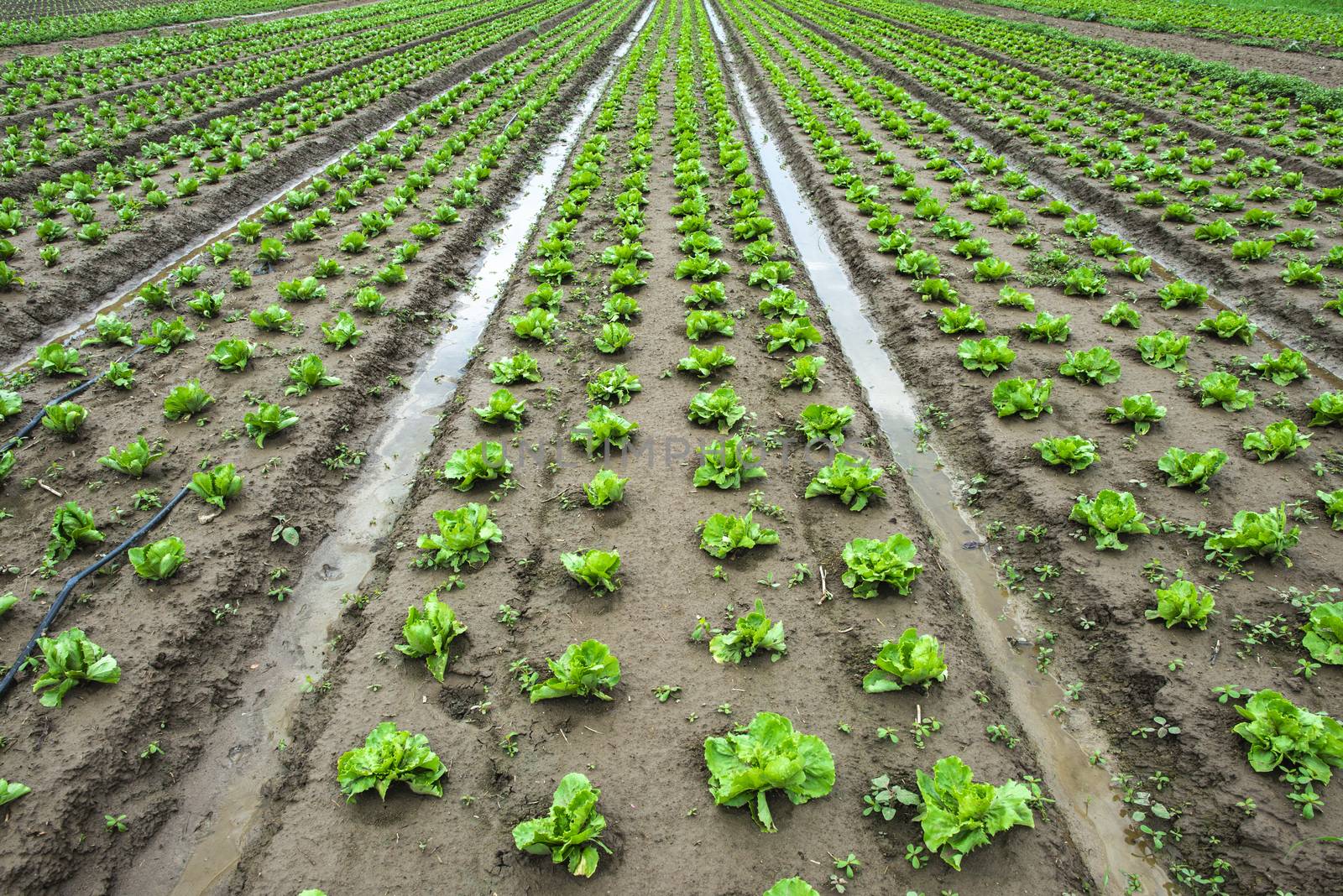 Iceberg lettuce plantation. Irrigation canals with water. Plants in rows.
