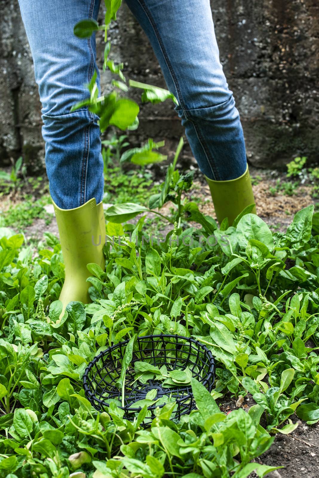 Gardner picking spinach in organic farm by deyan_georgiev