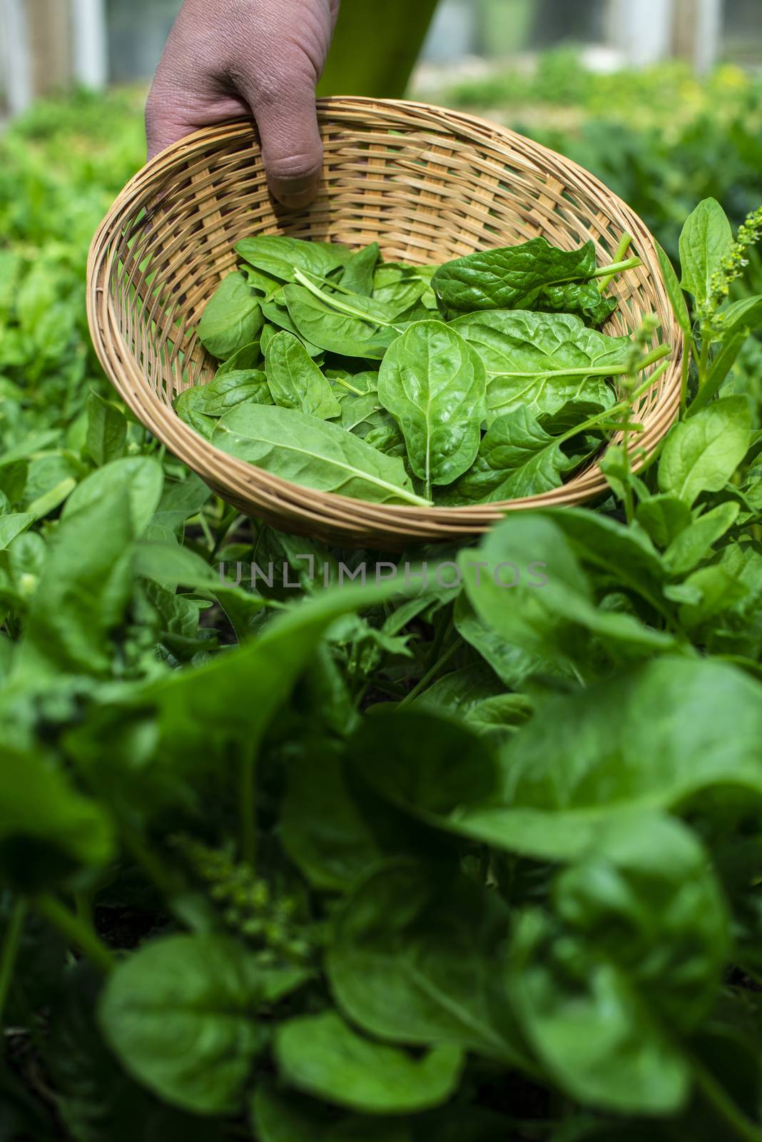Gardner picking spinach in organic farm by deyan_georgiev