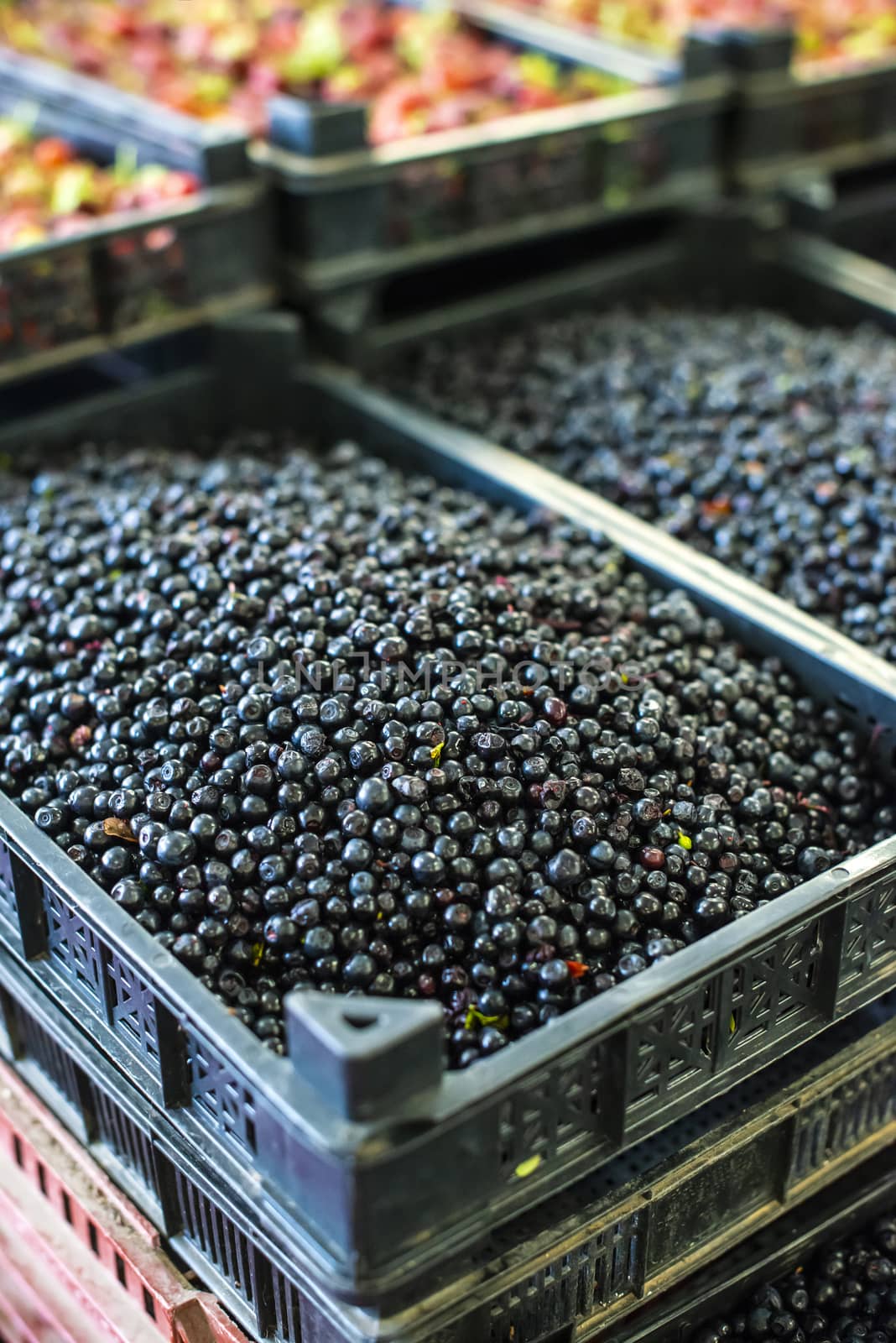 Blueberries on shelf in the market. by deyan_georgiev