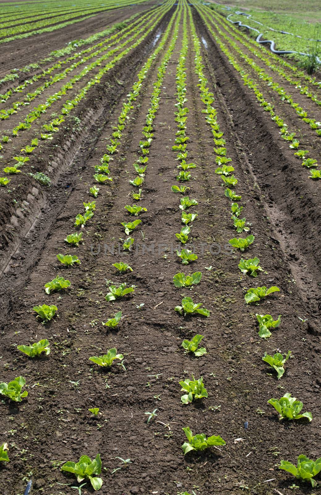 Lettuce farm on sunlight. by deyan_georgiev