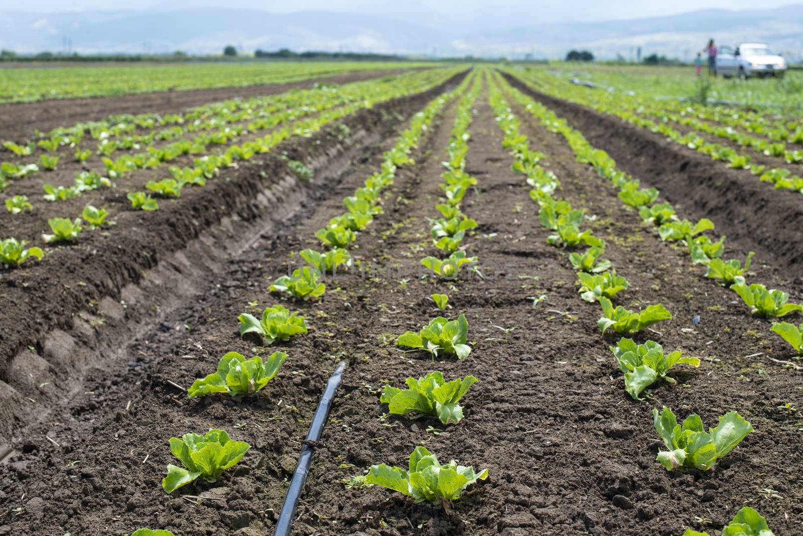 Lettuce farm on sunlight. by deyan_georgiev