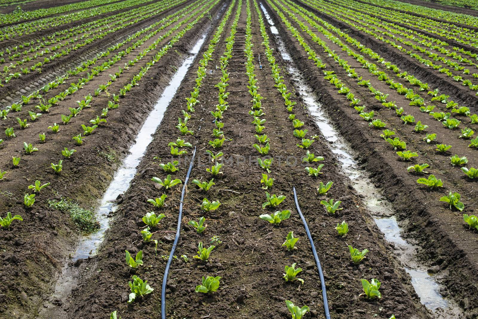 Lettuce farm on sunlight. Rows with small lettuce plants.