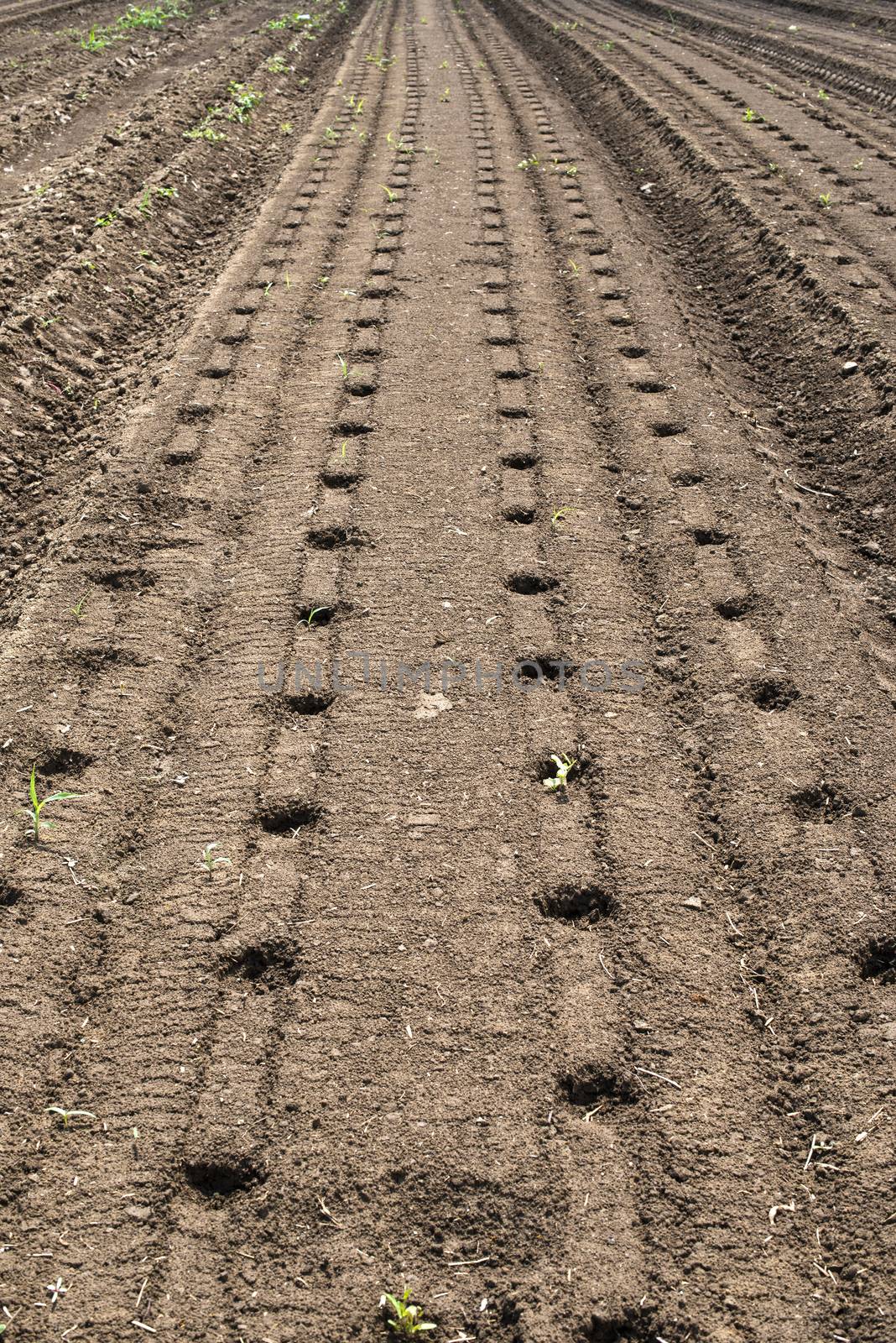 Many holes prepared for planting. Agriculture new plants concept.