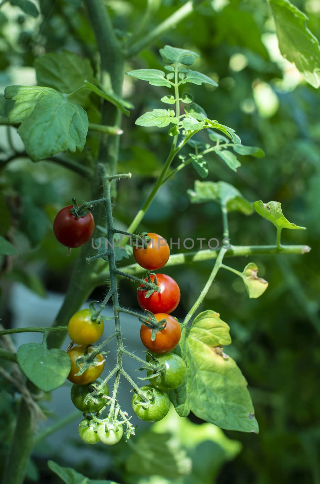 Cherry tomatoes in small organic farm. Bio vegetable concept. Ho by deyan_georgiev