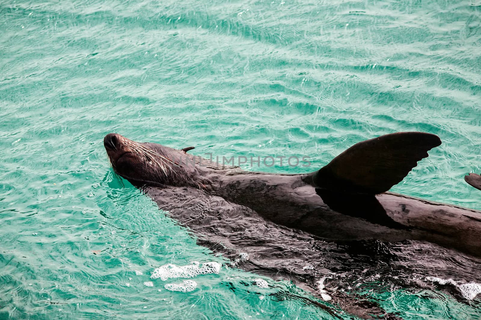 Australian fur seal basking and playing in the waters of the bay