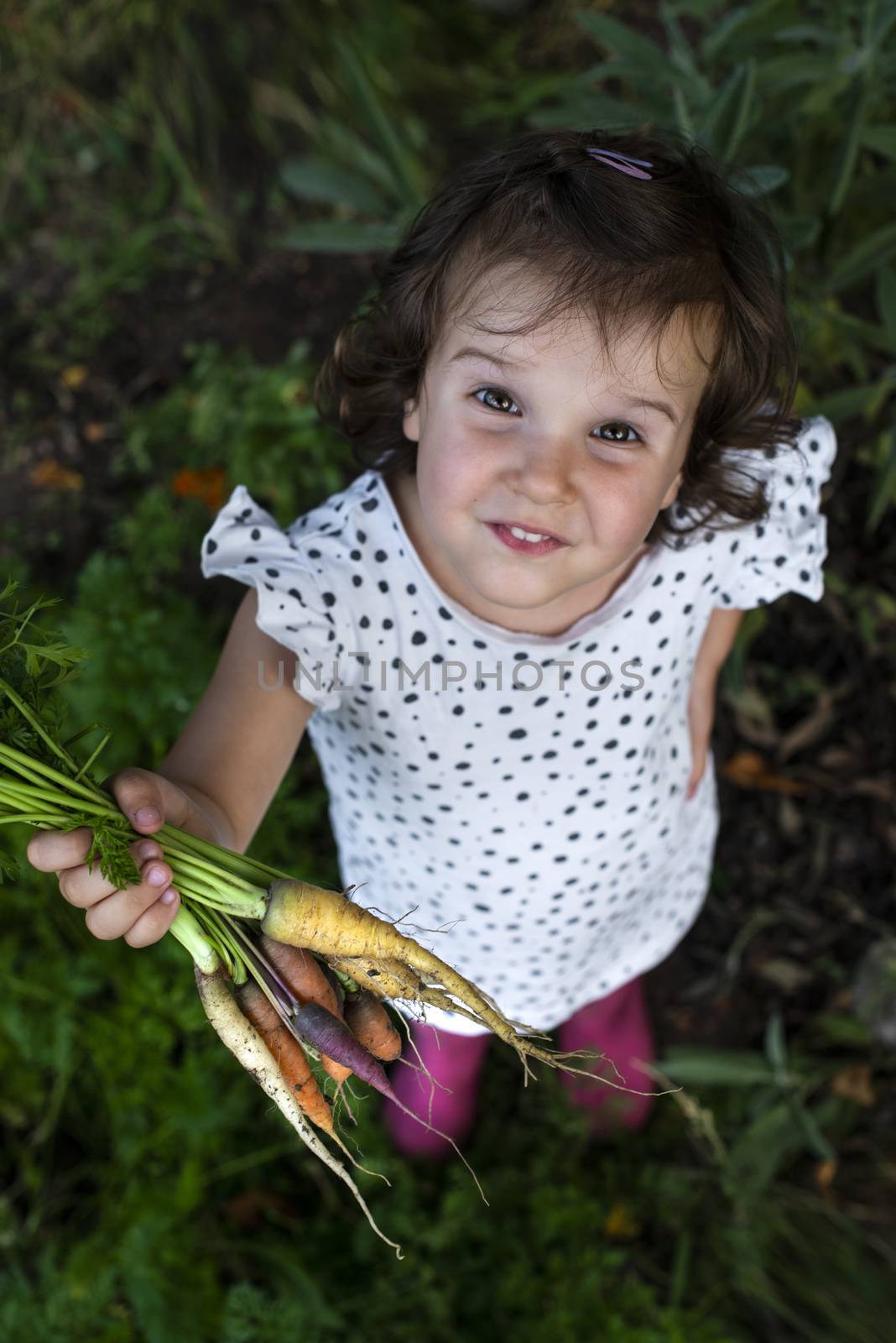 Carrots from small organic farm. Kid farmer hold multi colored c by deyan_georgiev