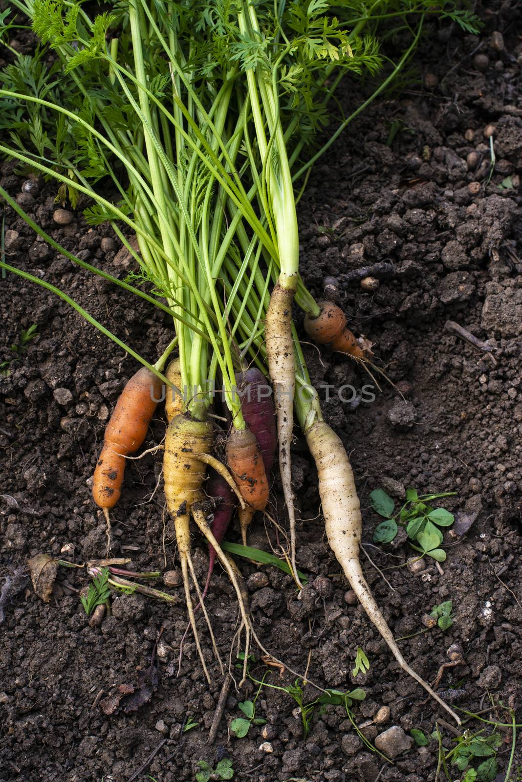 Carrots from small organic farm. Woman Multi colored carrots in  by deyan_georgiev
