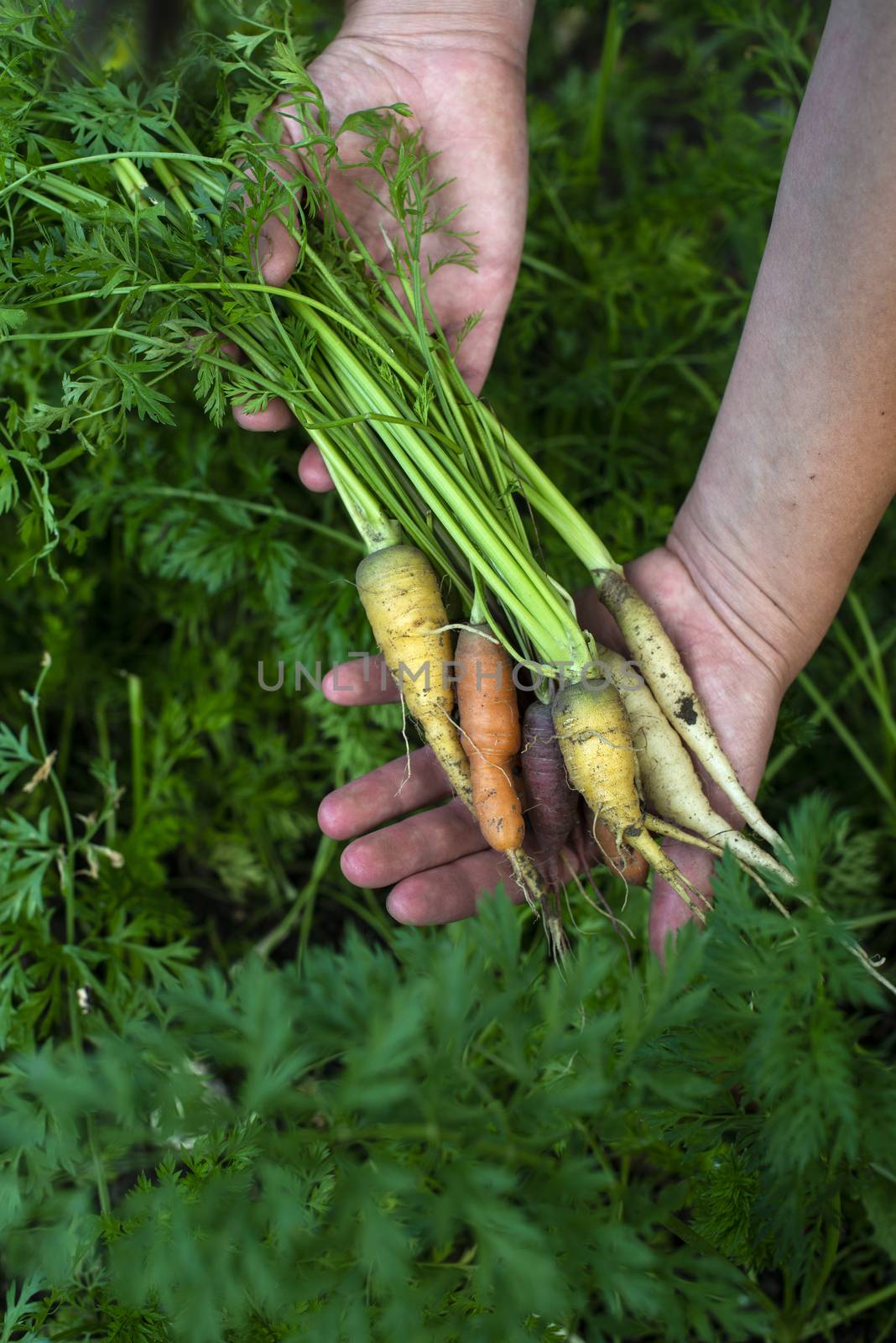 Carrots from small organic farm. Woman farmer hold multi colored carrots in a garden. Concept for bio agriculture.