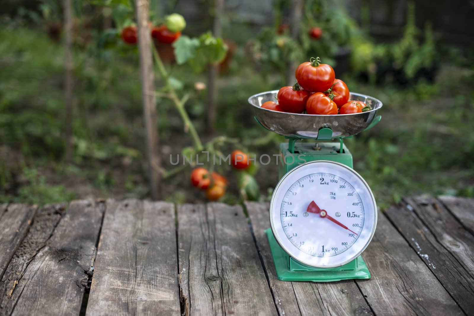 Tomatoes on scales in home organic garden.  by deyan_georgiev