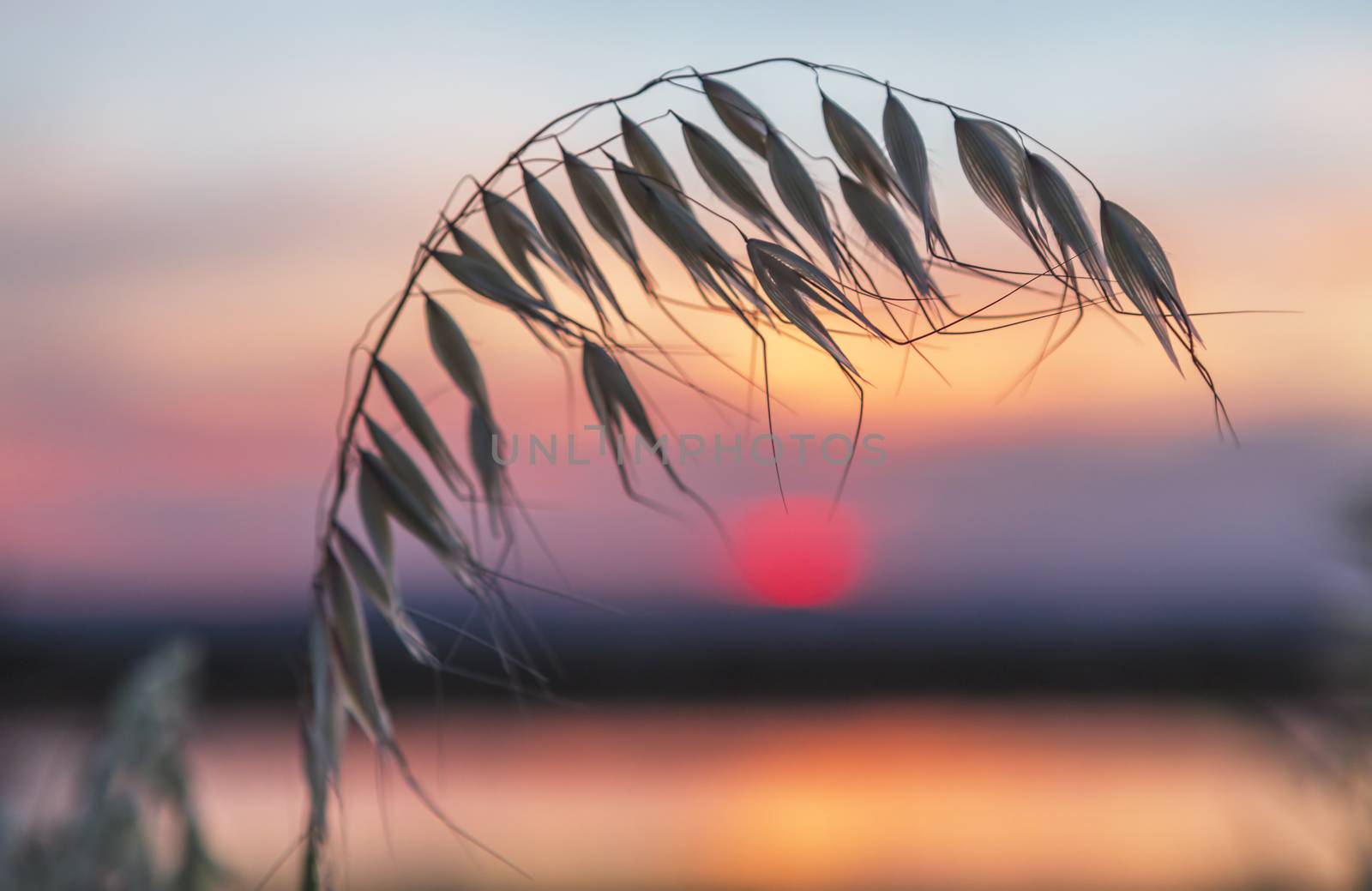 Pretty sunset over rural agricultural farmlands in Cowra.  Soft bokeh space for copy