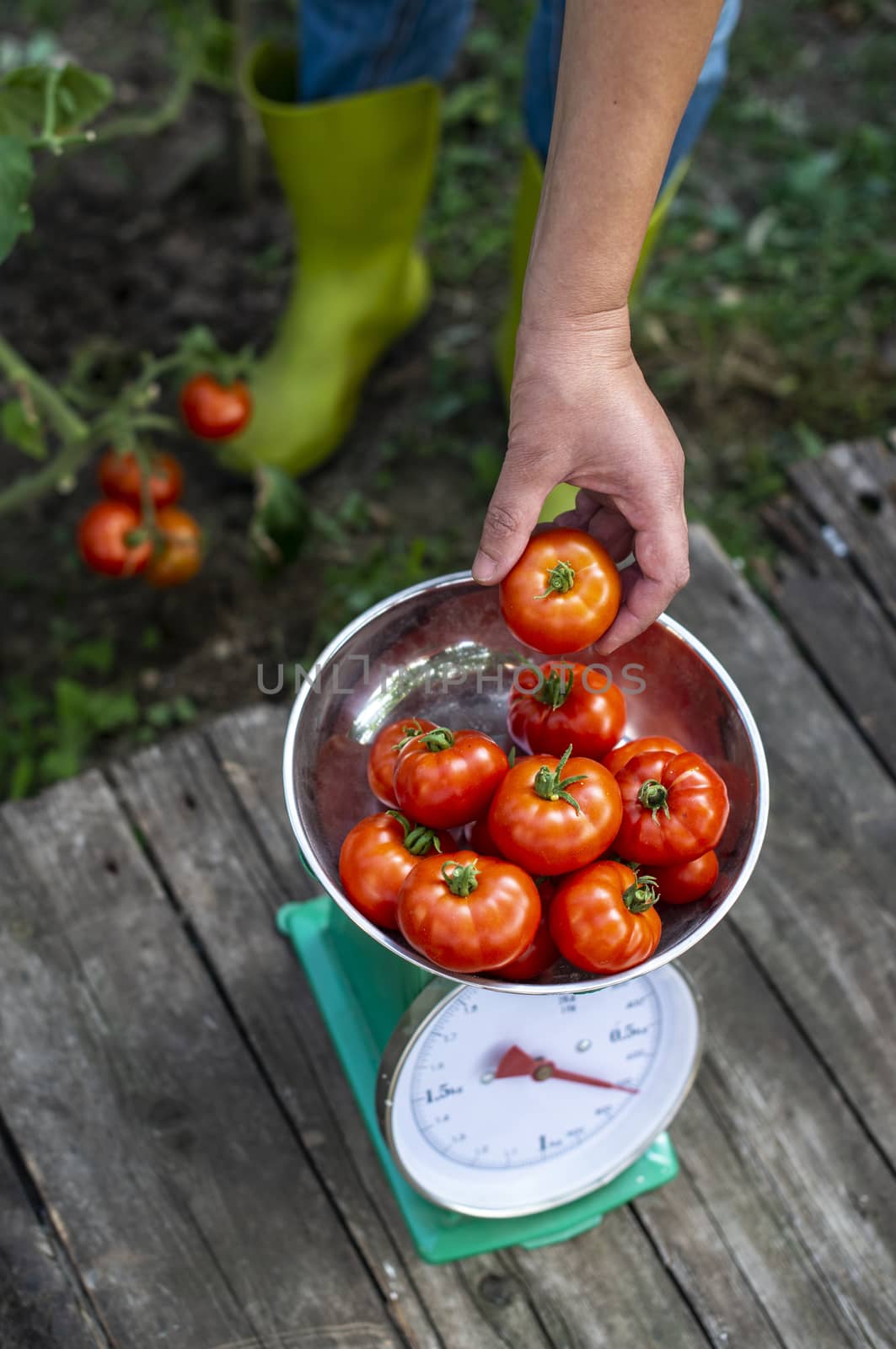 Woman puts tomatoes on scales. Home organic garden.  by deyan_georgiev