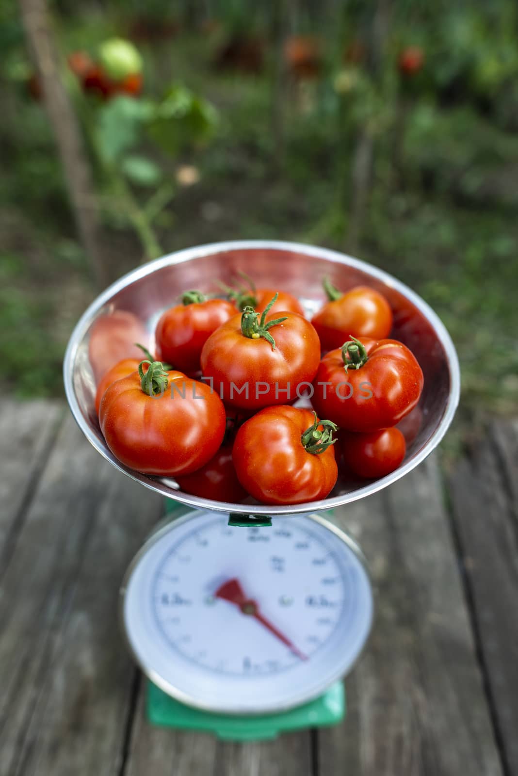 Tomatoes on scales in home organic garden.  by deyan_georgiev