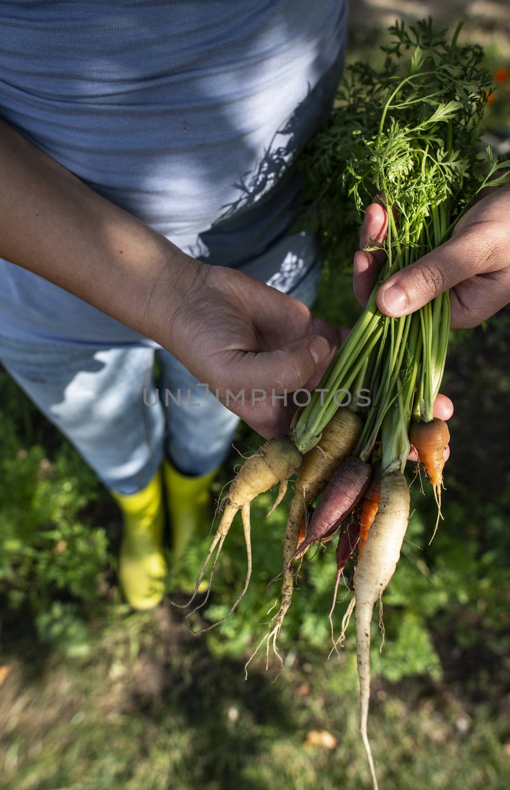Carrots from small organic farm. Woman farmer hold multi colored by deyan_georgiev