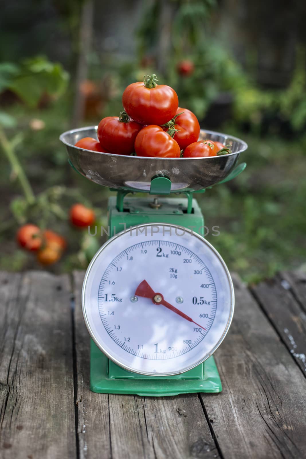 Tomatoes on scales in home organic garden.  by deyan_georgiev