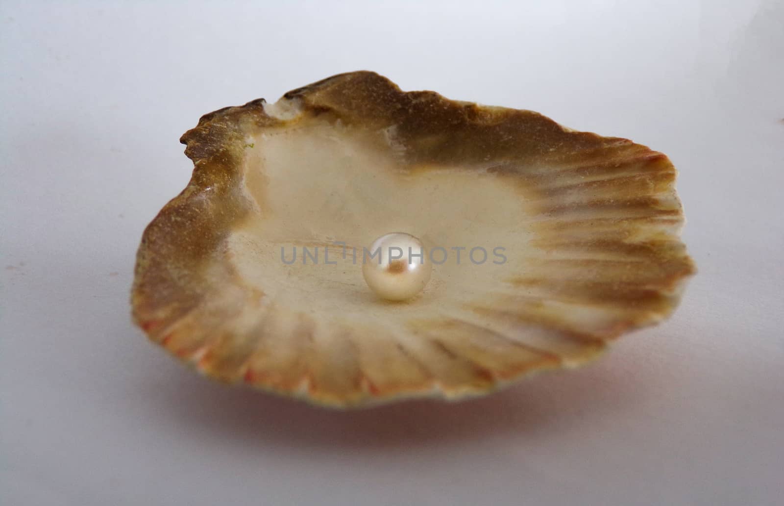 Beautiful pearl in shell isolated on white background. Pearls of spherical or irregular shape are used to create jewelry, beads, bracelets, rings, pendants.