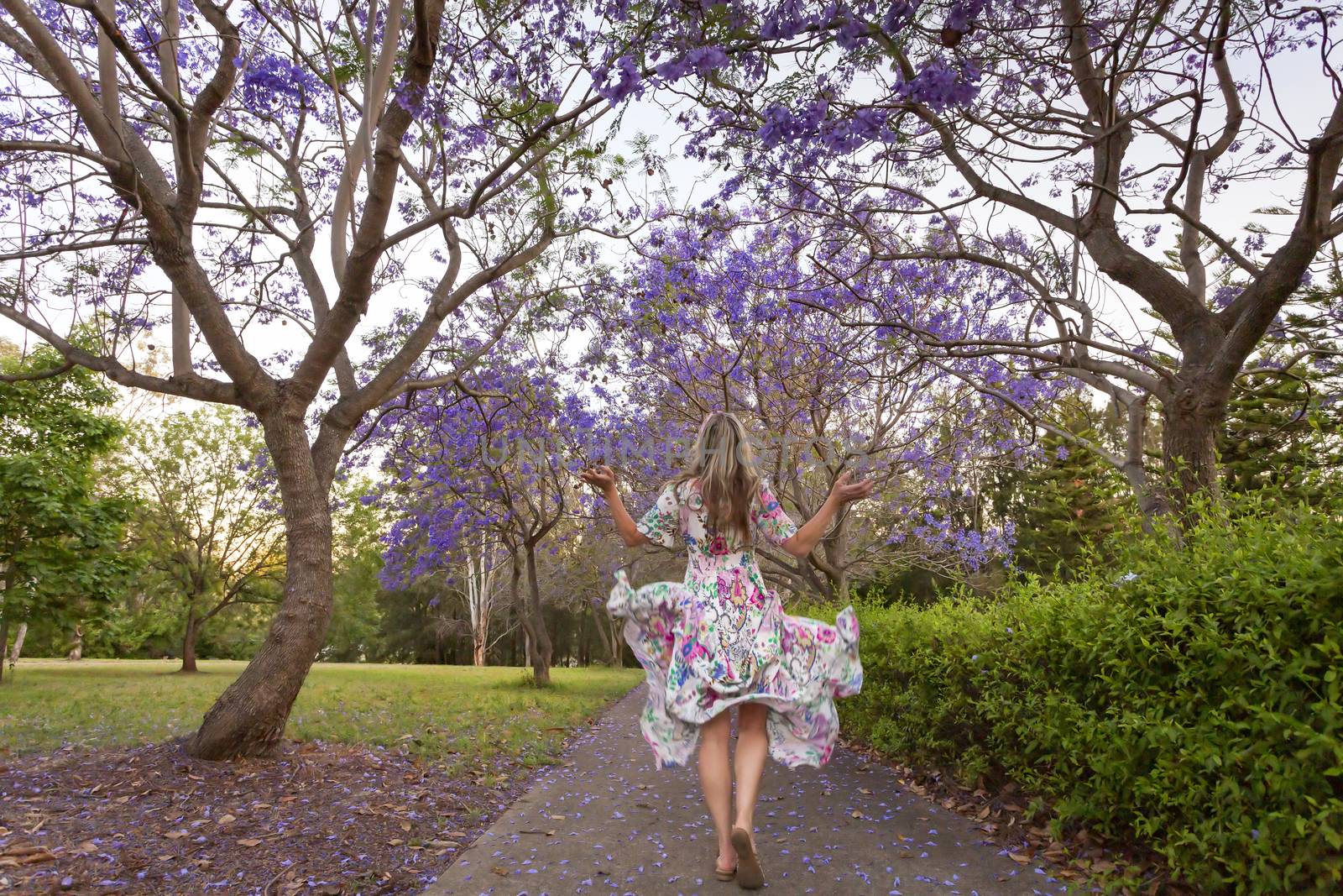 A joyful woman walks under a canopy of flowering Jacaranda trees in spring.  
Note: Some motion and movement in dress as she walks