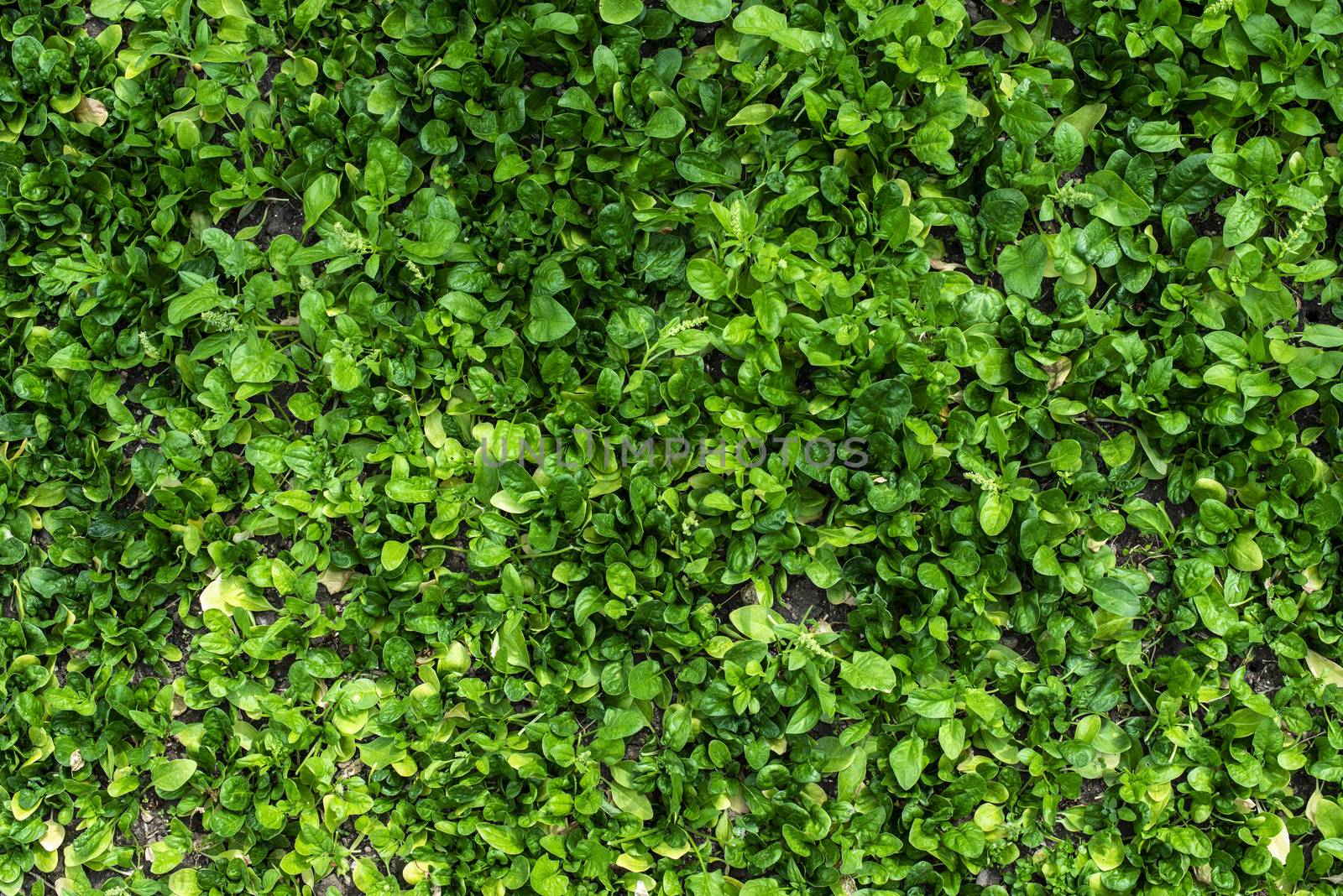 Spinach in organic farm. Bio vegetable food concept. Home garden. Green vegetable background. Spft light.