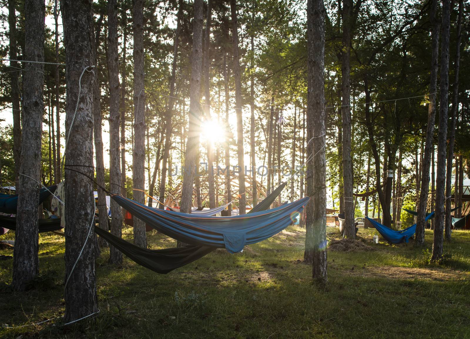 Hammocks on trees in the forest. Sunshine morning in the forest. Many hammocks. Rest outdoor concept.