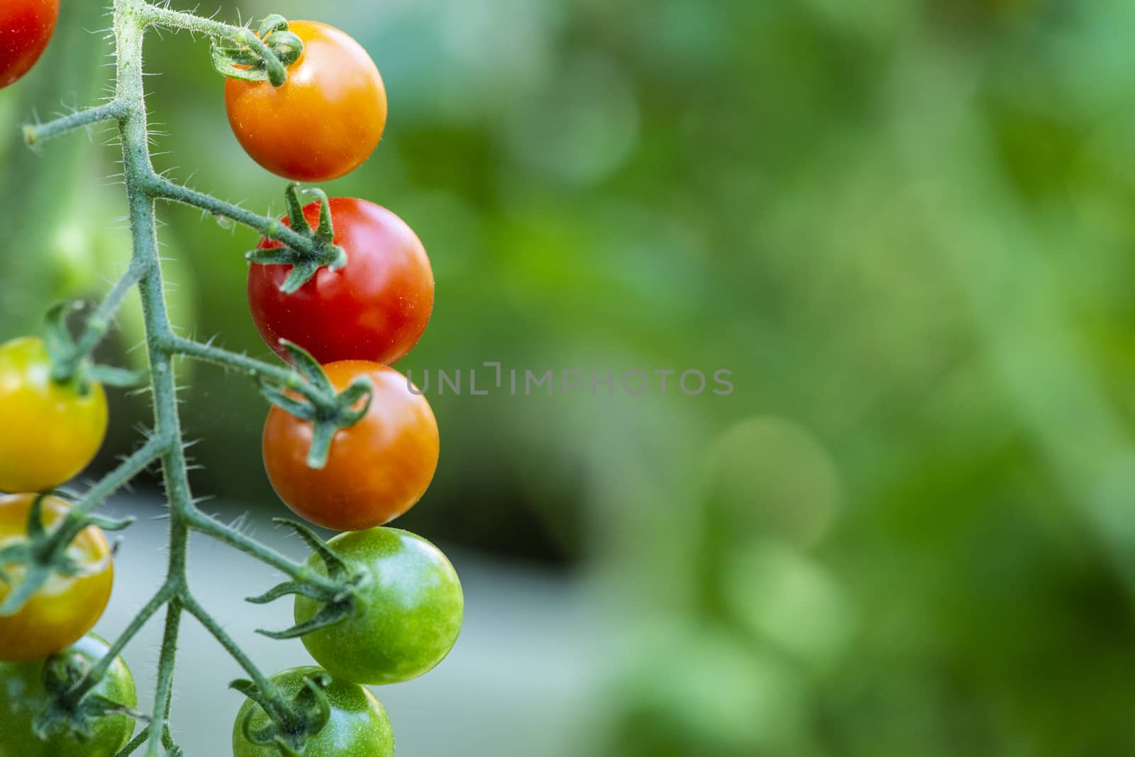 Cherry tomatoes in small organic farm. Bio vegetable concept. Ho by deyan_georgiev