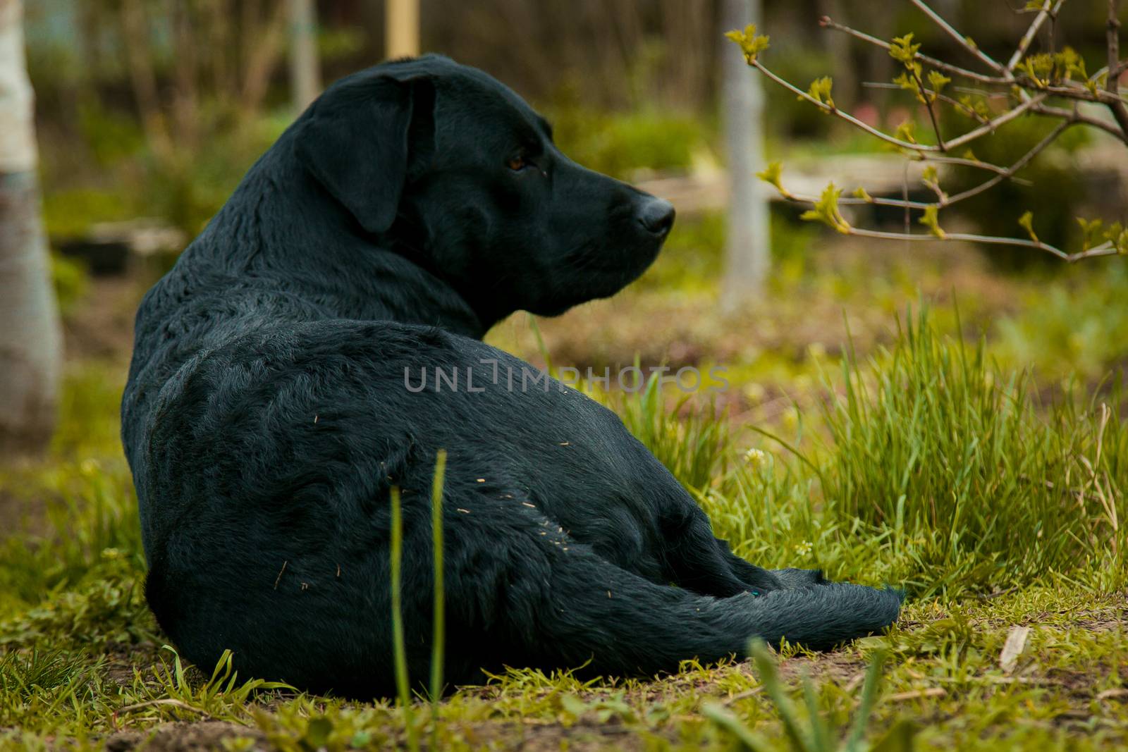 black labrador retriever on grass. big black dog labrador retriever adult purebred lab in spring summer green park on the grass, took the scent