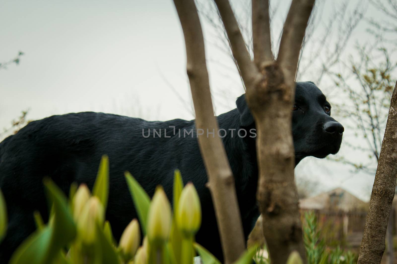 black labrador retriever on grass. big black dog labrador retriever adult purebred lab in spring summer green park on the grass, took the scent