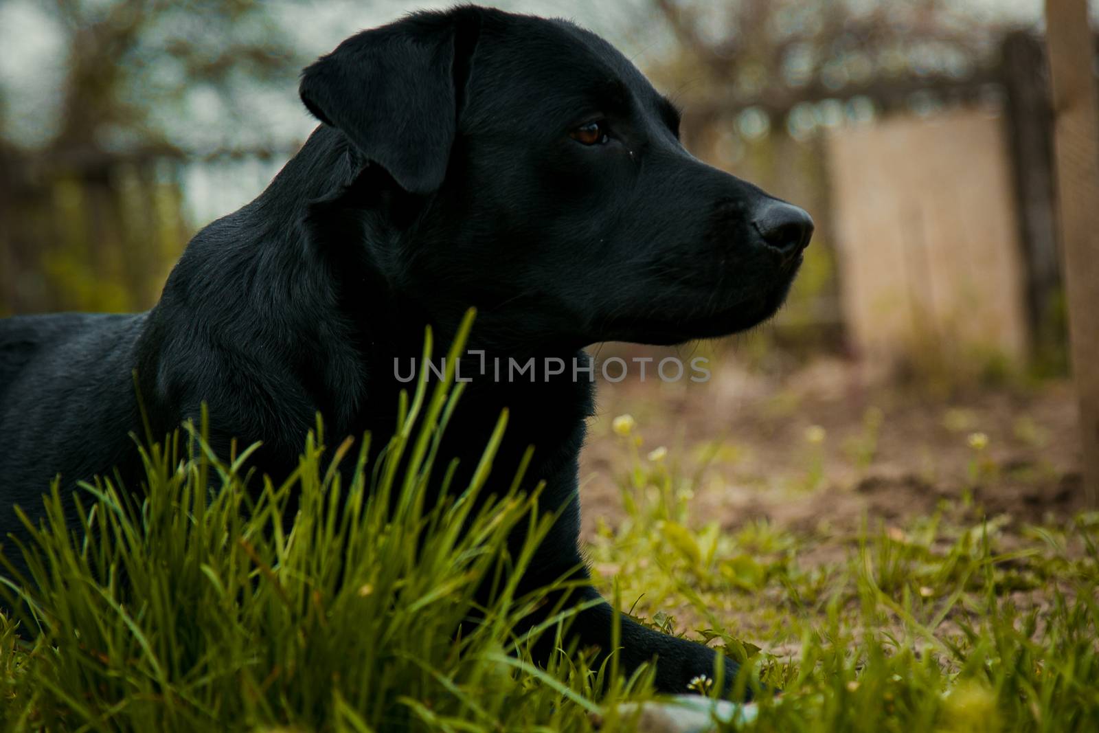 black labrador retriever on grass took the scent by yulaphotographer