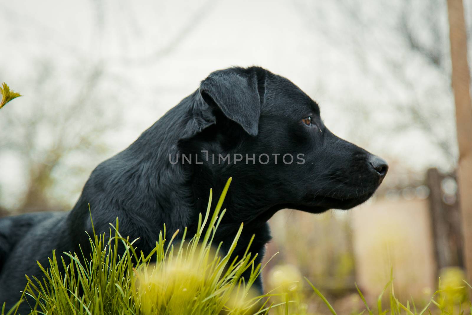 black labrador retriever on grass took the scent by yulaphotographer