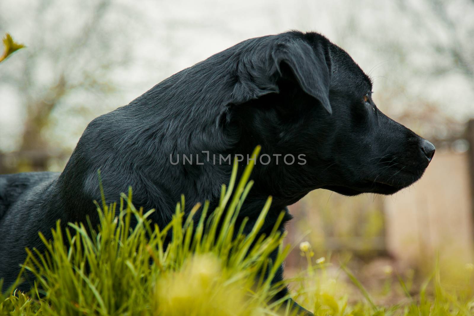 black labrador retriever on grass took the scent by yulaphotographer