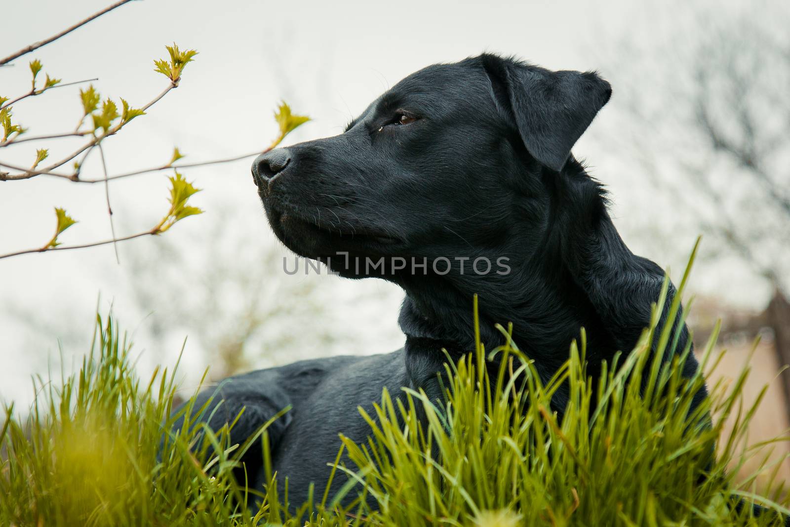 black labrador retriever on grass took the scent by yulaphotographer