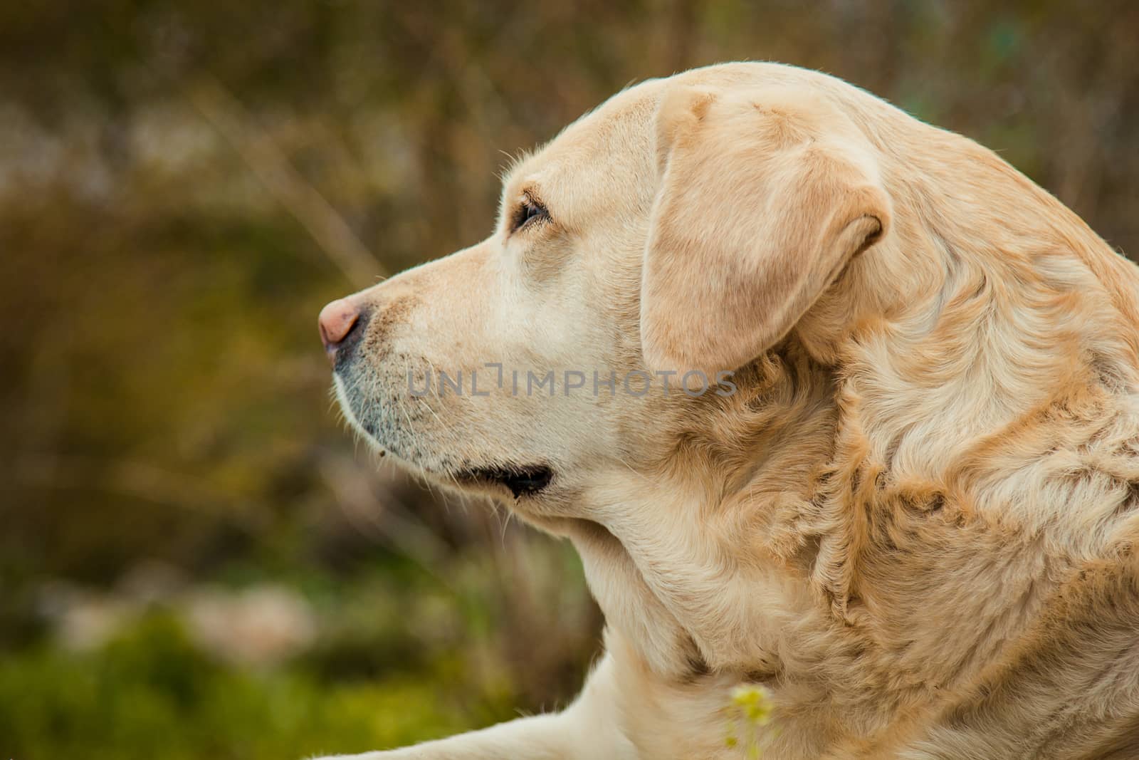 A beautiful sleeping golden Labrador retriever on green grass outdoor in summer