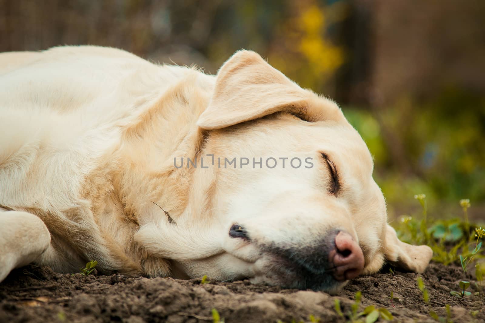 A beautiful sleeping Labrador on grass outdoor by yulaphotographer