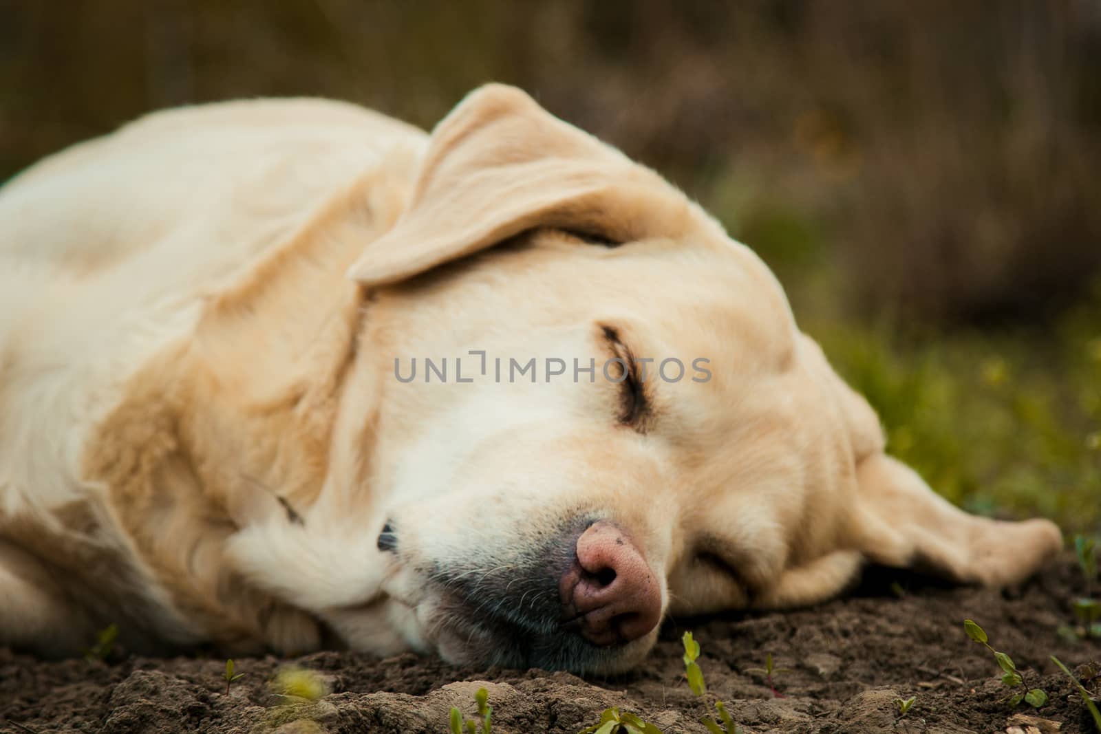 A beautiful sleeping golden Labrador retriever on green grass outdoor in summer