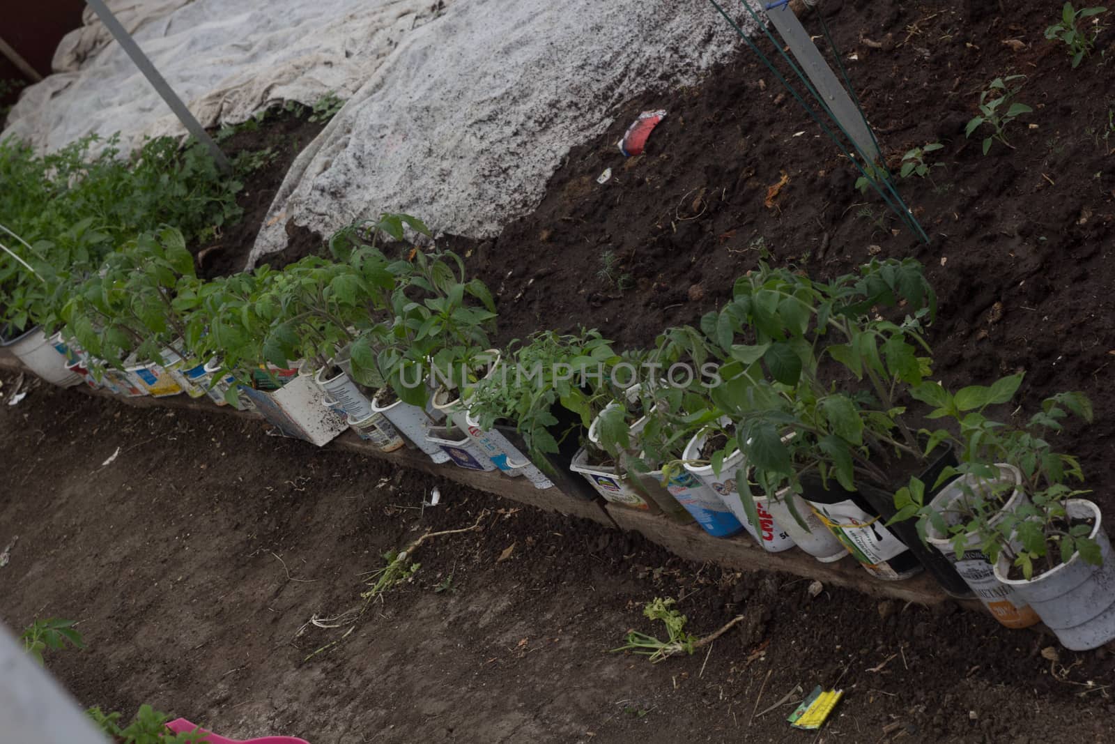 Home greenhouse with vegetable beds and shelves with seedlings. organically grown vegetables. row of young seedlings in a greenhouse in glasses on the ground close-up