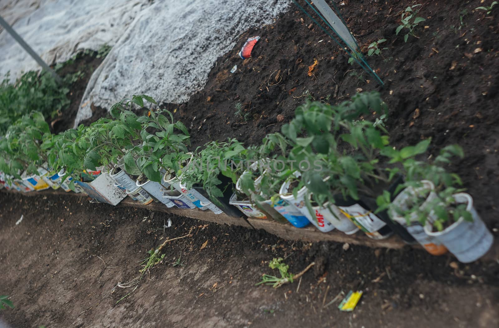 Home greenhouse with vegetable beds and shelves with seedlings. organically grown vegetables. row of young seedlings in a greenhouse in glasses on the ground close-up