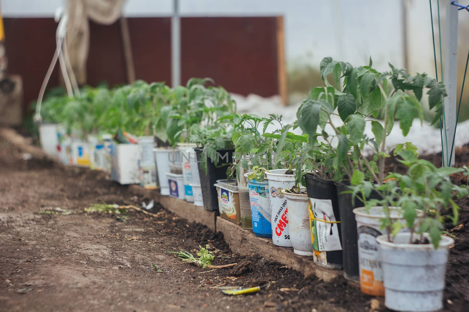 Home greenhouse with vegetable beds and shelves with seedlings. organically grown vegetables. by yulaphotographer