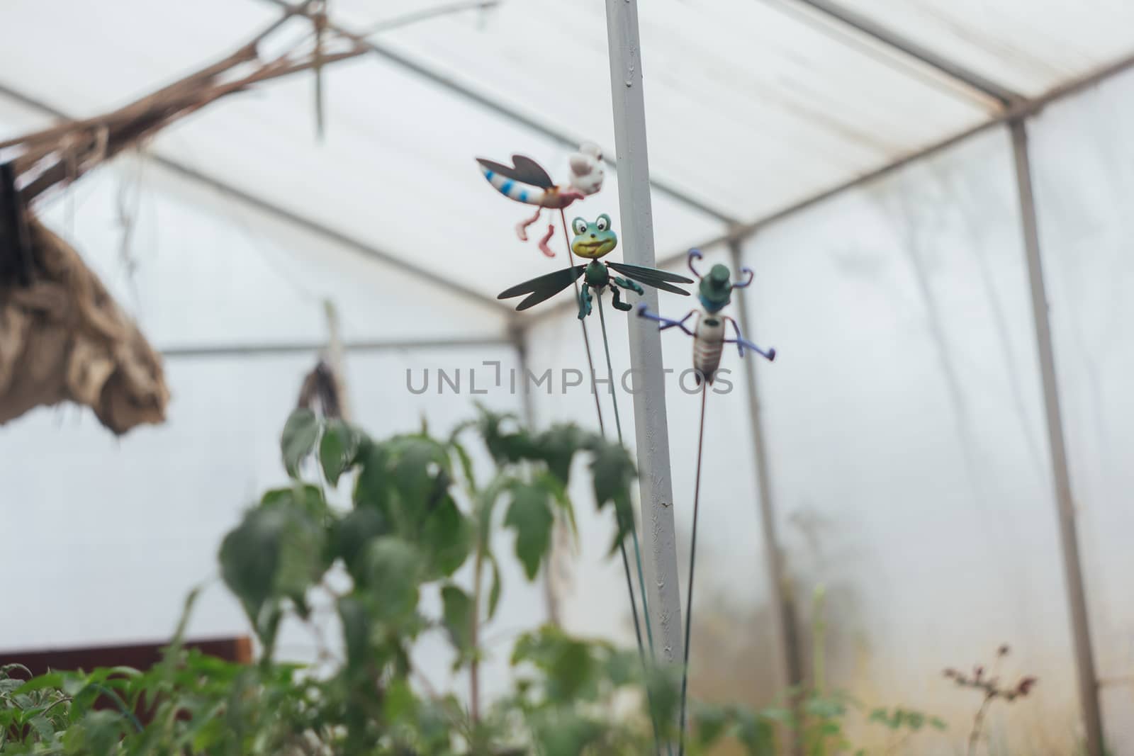 Home greenhouse with vegetable beds and shelves with seedlings. organically grown vegetables. row of young seedlings in a greenhouse in glasses on the ground close-up