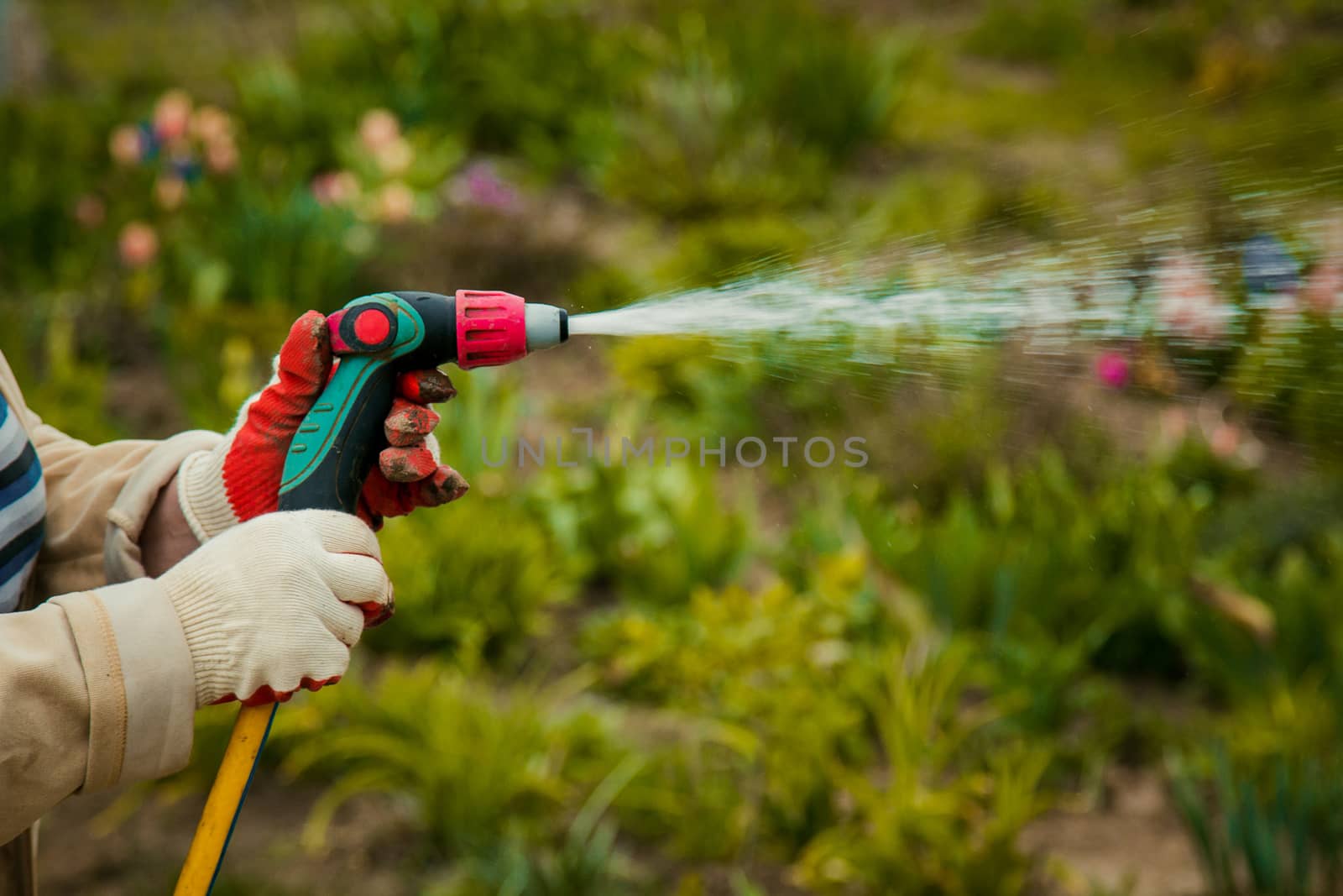 gardening and people concept - happy senior woman watering lawn by garden hose at summer by yulaphotographer