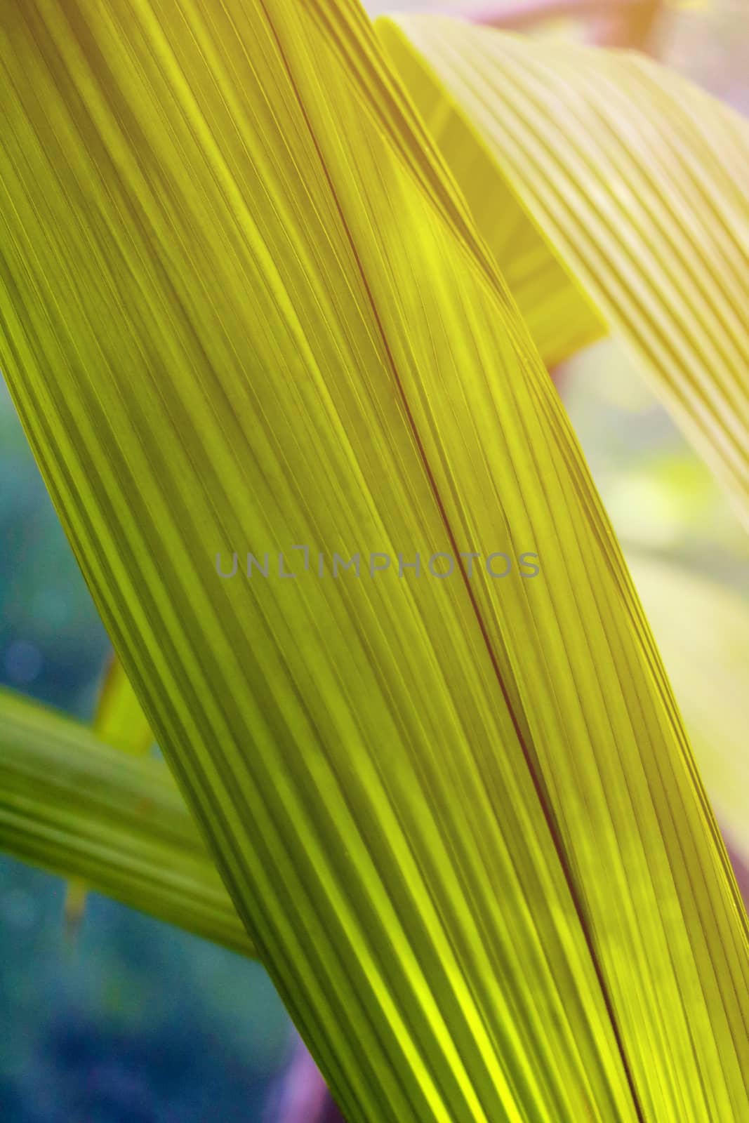 Natural macro photo with tropical green leaf fragment