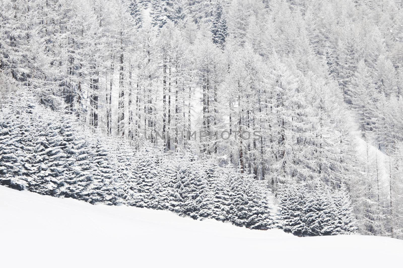 Winter landscape with mountain forest of snow covered trees