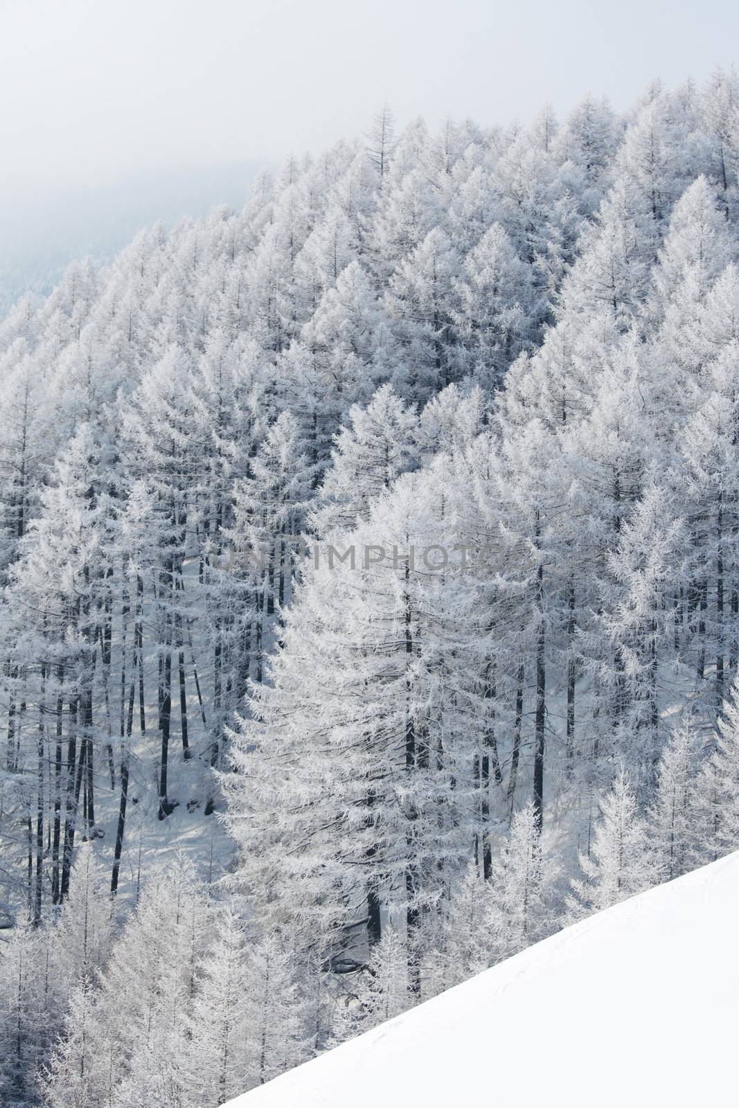 Winter landscape with forest by Yellowj