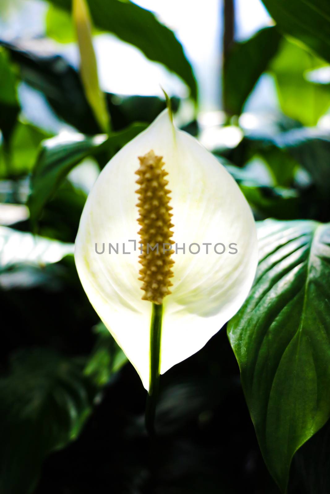White Anthuriums, tropical plant in green leafy background