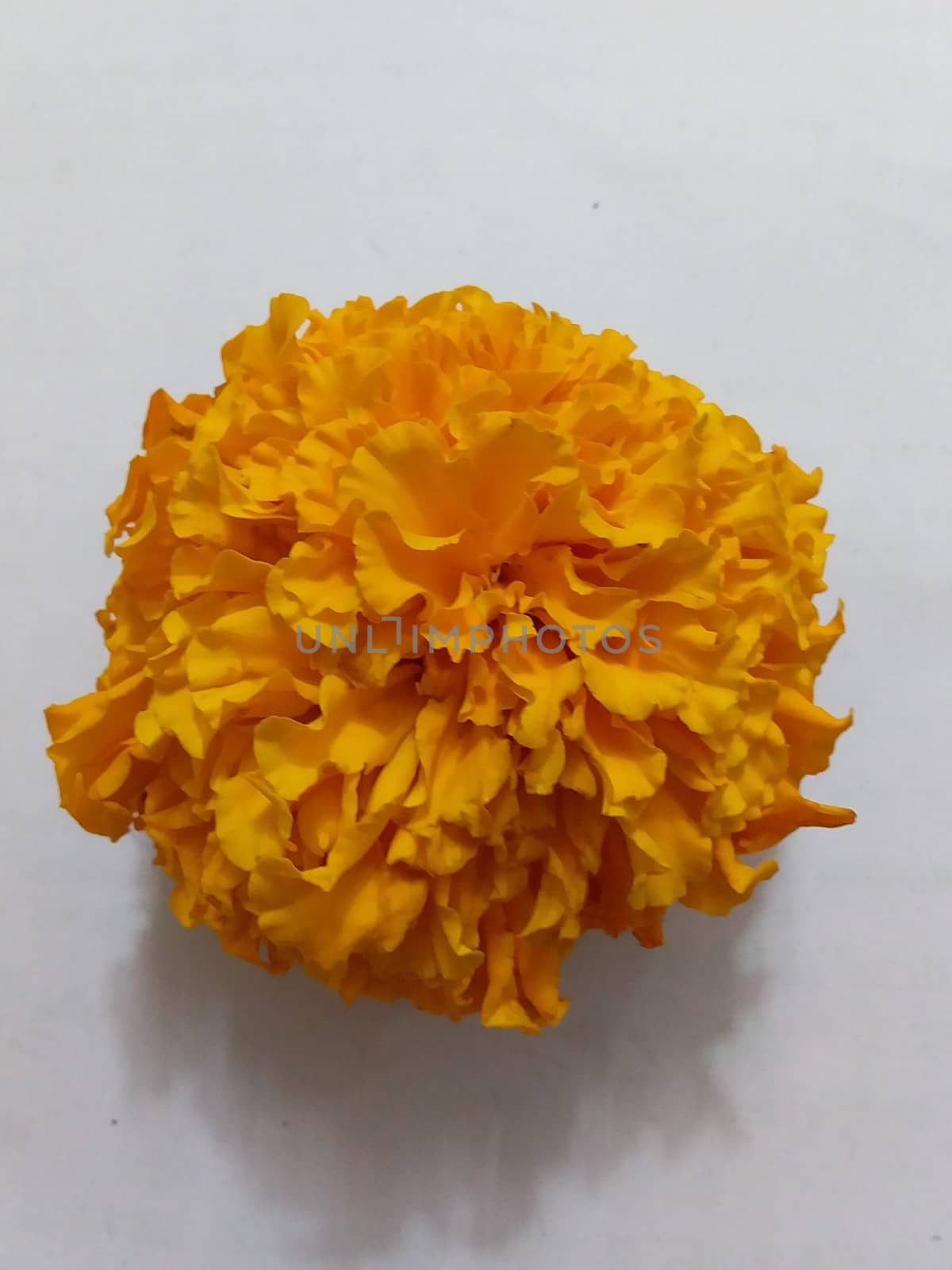 an orange flower