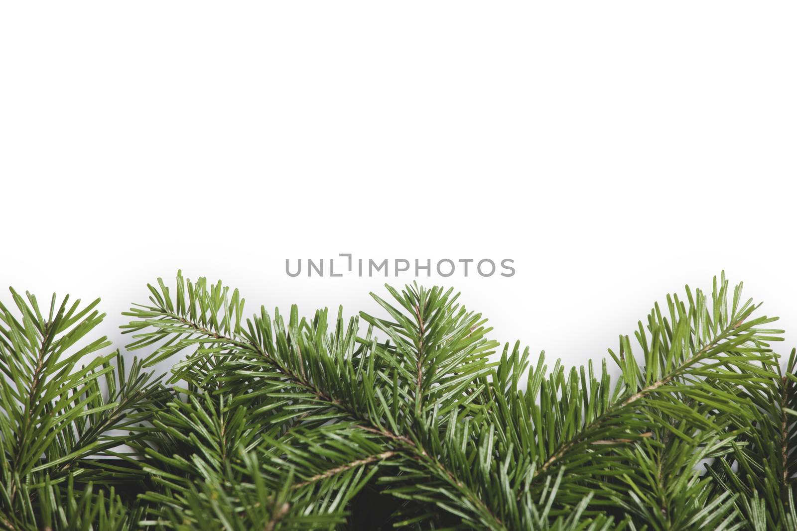 Christmas border arranged with fresh fir branches isolated on white background , copy space for text