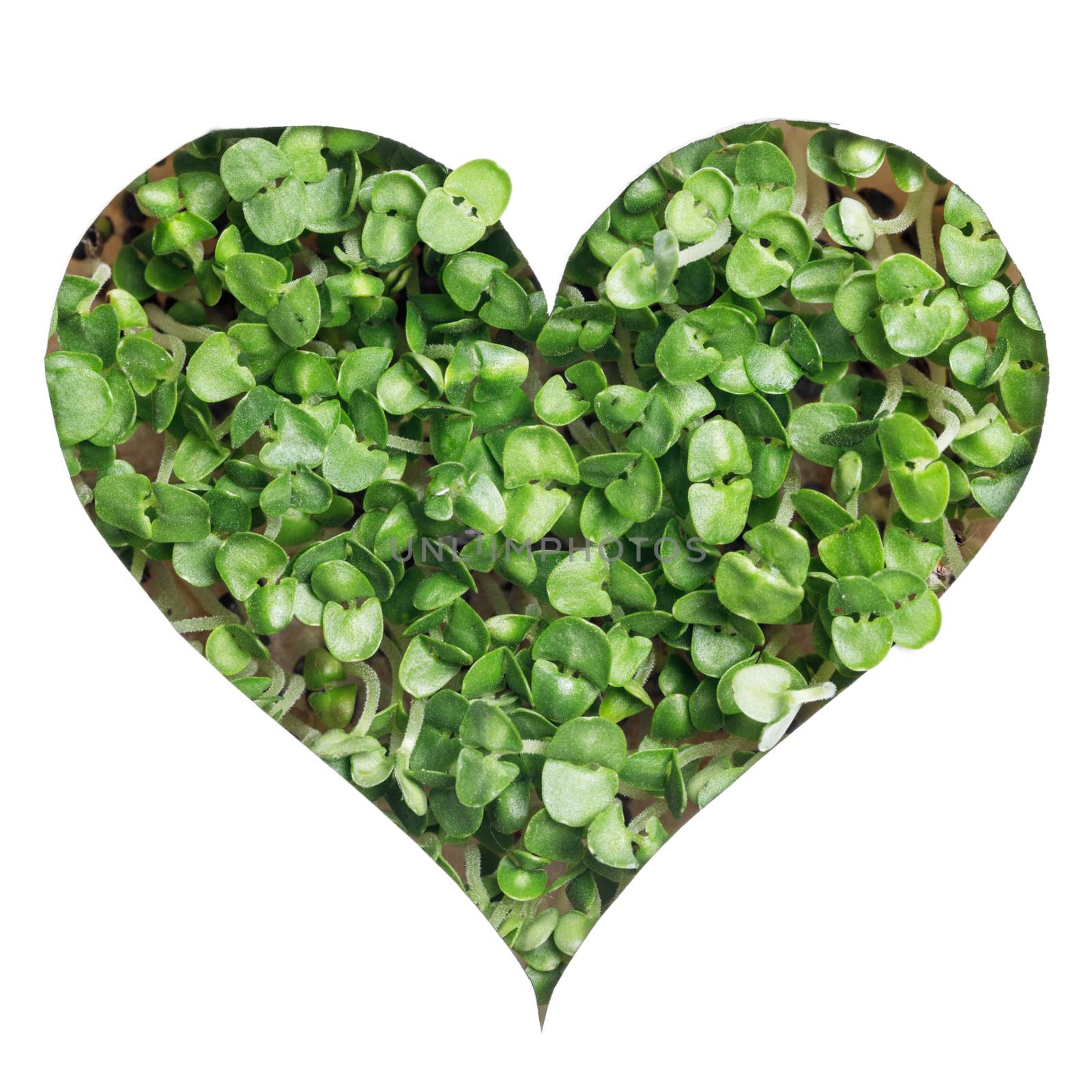 Sprout green plants a heart shape by Yellowj