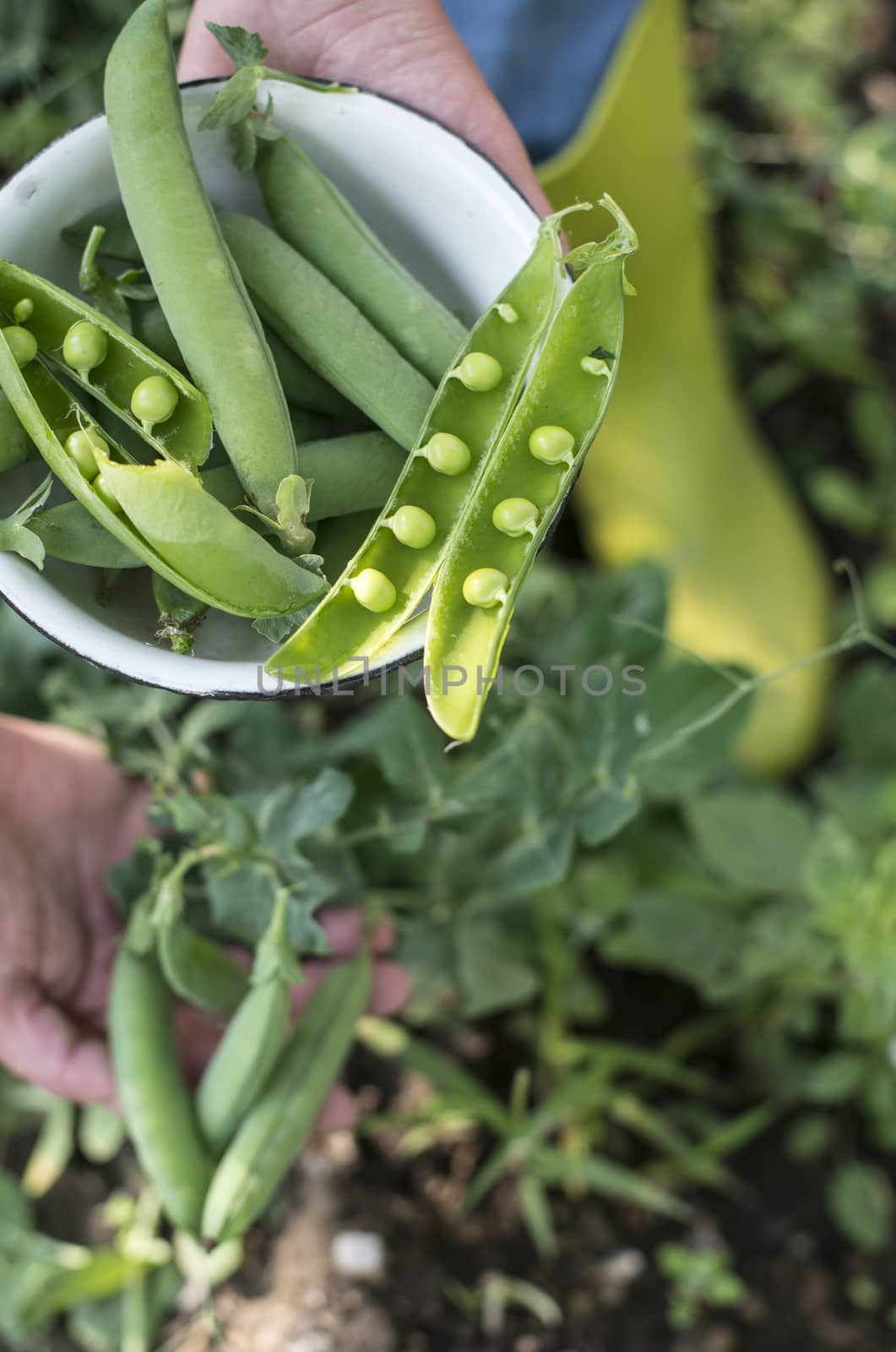Picking pea plants in a garden. Close up pea beans on daylight. Exterior shot. Organic farm concept. Hands hold pea plant.